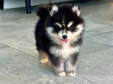 Chiot Pomsky F4 toy de parents micro et toy à vendre