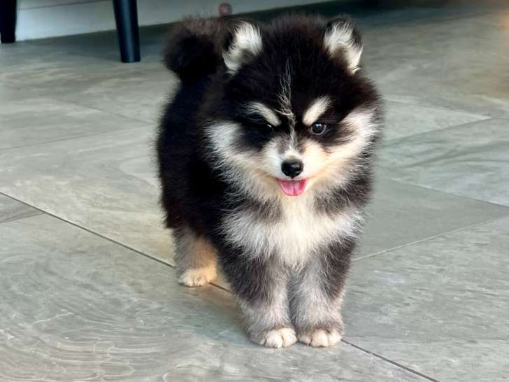 Chiot Pomsky F4 toy de parents micro et toy à vendre