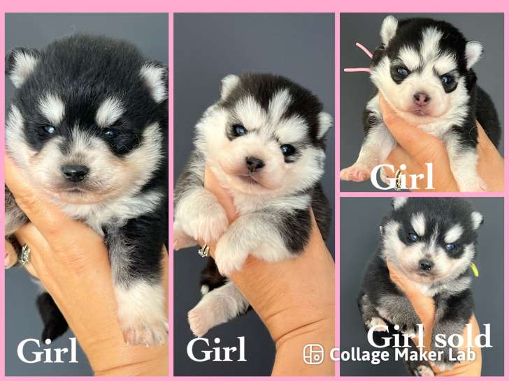 Chiot Pomsky F4 toy à vendre