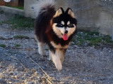 Chiot Pomsky F4 toy à vendre