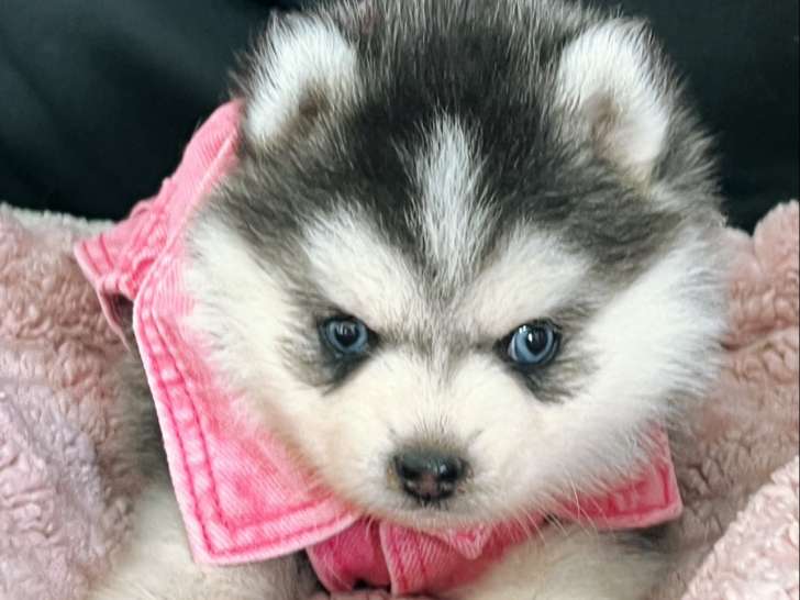 Chiot Pomsky F4 toy à vendre