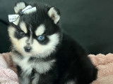 Chiot Pomsky F4 toy à vendre
