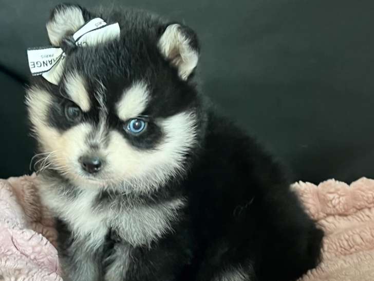 Chiot Pomsky F4 toy à vendre