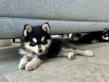 Chiot Pomsky F4 toy à vendre