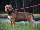 Bossy's Rickers, mâle American Bully disponible pour saillie