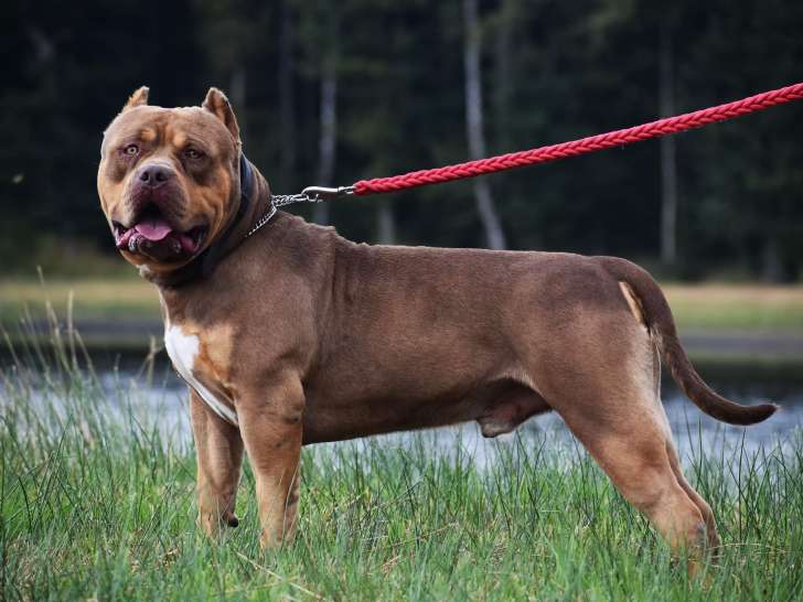 Bossy's Rickers, mâle American Bully disponible pour saillie