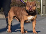 Bossy's Rickers, mâle American Bully disponible pour saillie