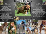 Bossy's Rickers, mâle American Bully disponible pour saillie