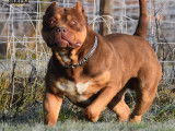 Bossy's Rickers, mâle American Bully disponible pour saillie