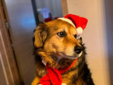 Chienne adulte Labrador croisée Bouvier Bernois à donner