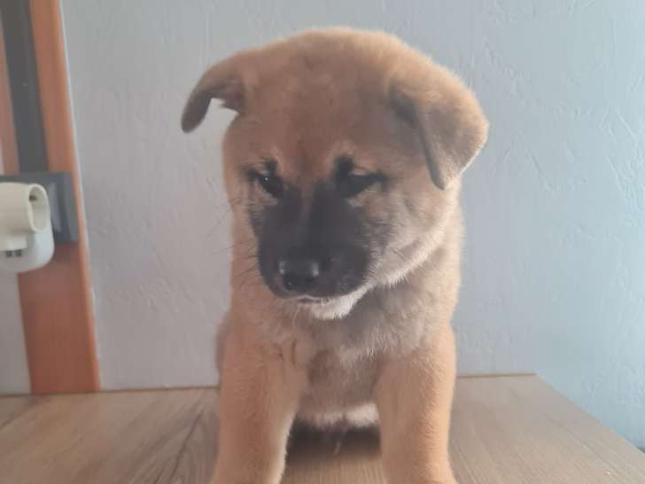 Chiot Shiba Inu mâle à vendre