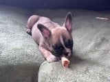 Chiot Bouledogue Français à vendre