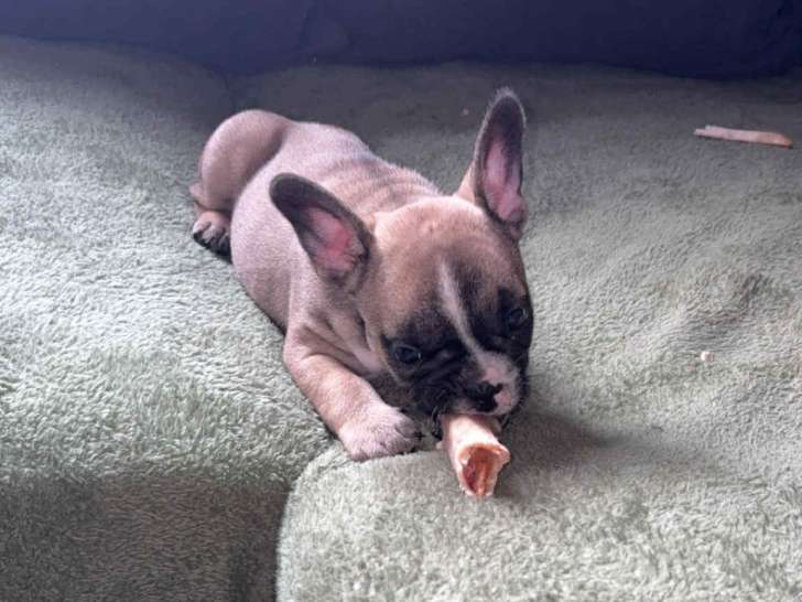 Chiot Bouledogue Français à vendre