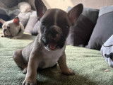 Chiot Bouledogue Français à vendre