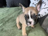 Chiot Bouledogue Français à vendre