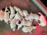 Chiots Setters Anglais LOF disponibles fin août 2025