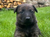 Chiots Berger Hollandais à vendre