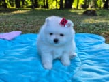 Chiots Spitz Nain Poméranien LOF à réserver