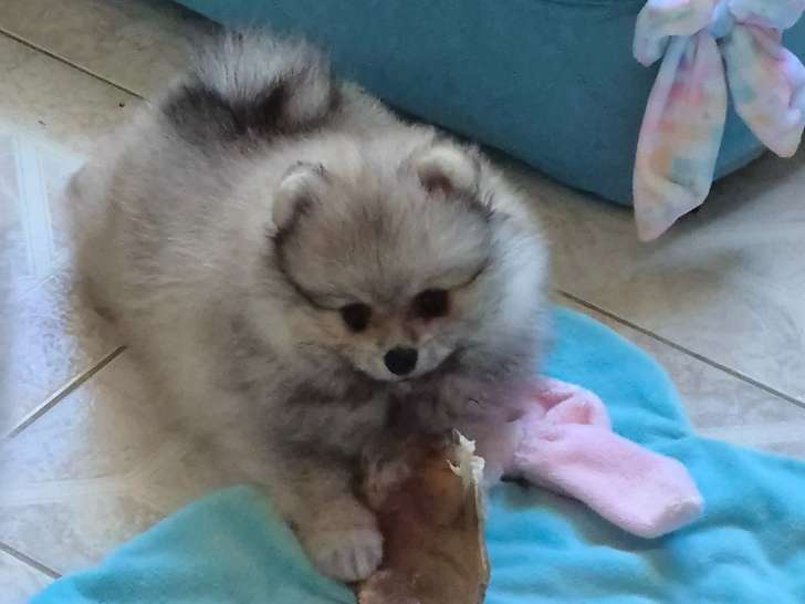 Derniere Femelle Spitz Naine Poméranienne (ourson)LOF disponible