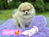 April magnifique Femelle Spitz Naine Poméranienne(ourson)LOF disponible