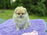 April magnifique Femelle Spitz Naine Poméranienne(ourson)LOF disponible