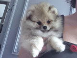 April magnifique Femelle Spitz Naine Poméranienne(ourson)LOF disponible