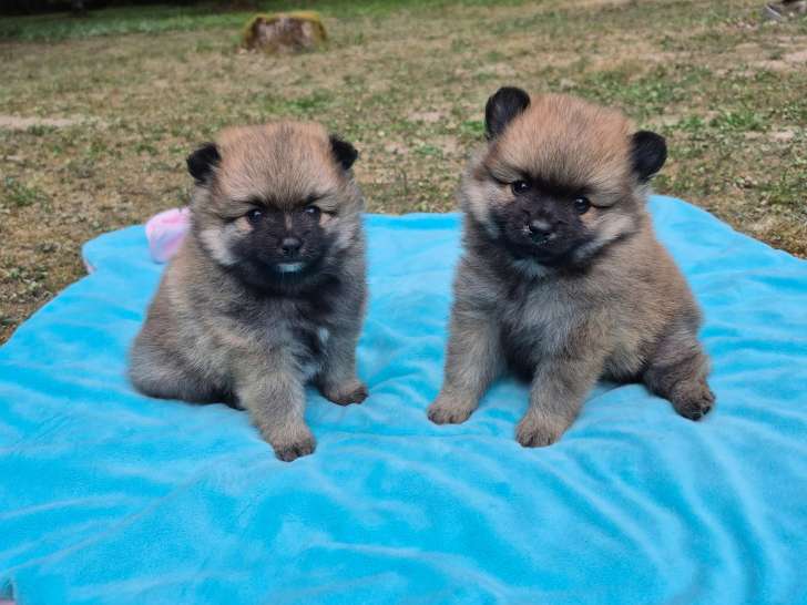 2 magnifiques Spitz Nains a réserver