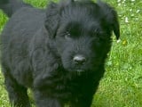 Chiots Bouvier des Flandres à vendre