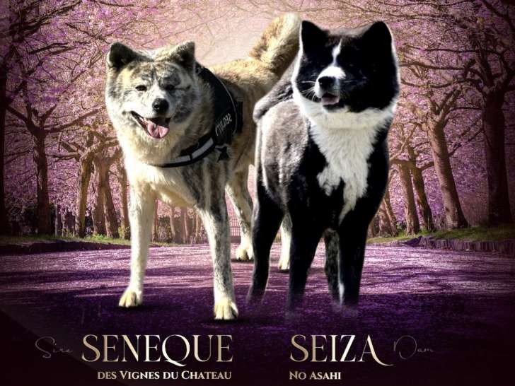 Chiots Akita Inu LOF aux origines prestigieuses à vendre