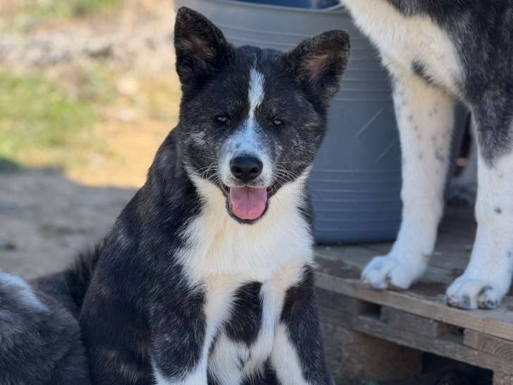 Chiots Akita Inu LOF aux origines prestigieuses à vendre