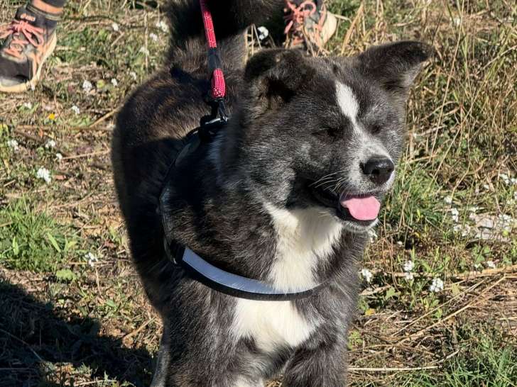 Chiots Akita Inu LOF aux origines prestigieuses à vendre