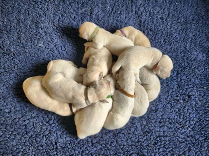 Chiots Golden Retriever à vendre