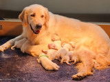 Chiots Golden Retriever à vendre