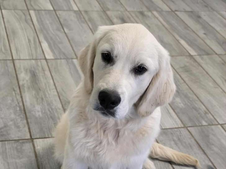 À vendre, 1 chiot Golden Retriever Mâle LOF de juin 2025