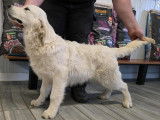 À vendre, 1 chiot Golden Retriever Mâle LOF de juin 2025