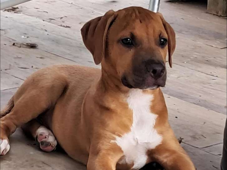 En quête d'un foyer : chiot mâle Cane Corso fauve