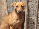 Adoption disponible : chienne de 2 ans