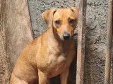 Adoption disponible : chienne de 2 ans