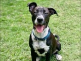 À la recherche d’une famille : chiot femelle noir et blanc