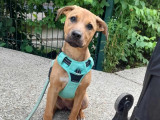 Chiot femelle Cane Corso d'un an à adopter