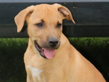Chiot mâle Cane Corso fauve disponible à l'adoption