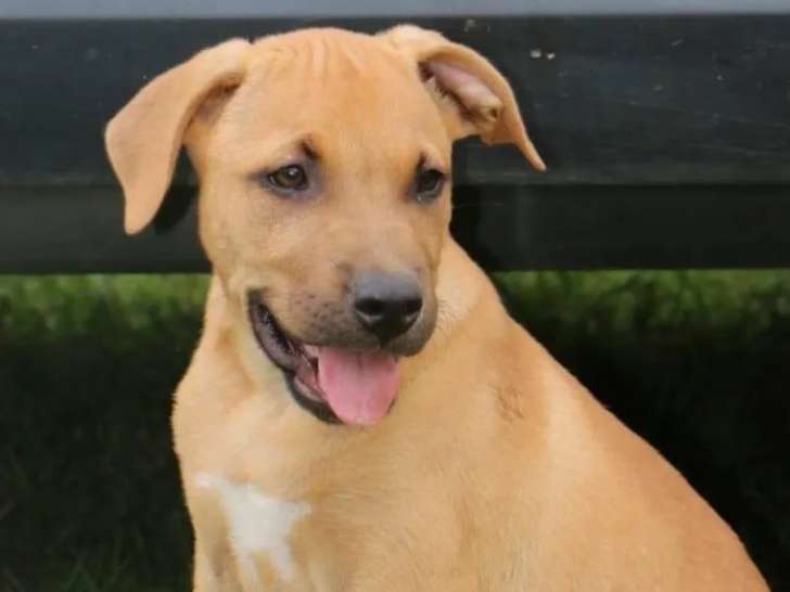 Chiot mâle Cane Corso fauve disponible à l'adoption