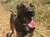 Chien fauve charbonné en attente d'adoption