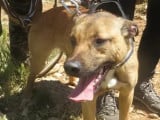 Chien d'un an prêt pour l’adoption