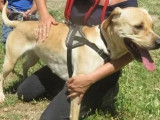 Chienne Labrador en attente d'une famille