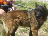 Chien Tervuren noir et feu à accueillir