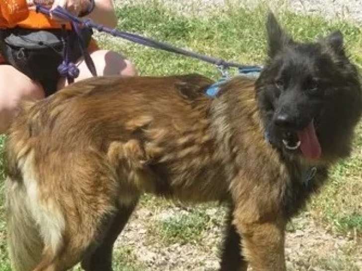Chien Tervuren noir et feu à accueillir