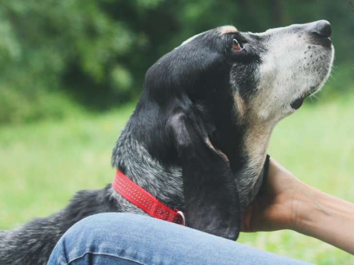 Joody, chienne Basset Bleu de Gascogne à adopter