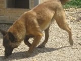 Chien Berger Malinois de 2 ans en quête d'une famille