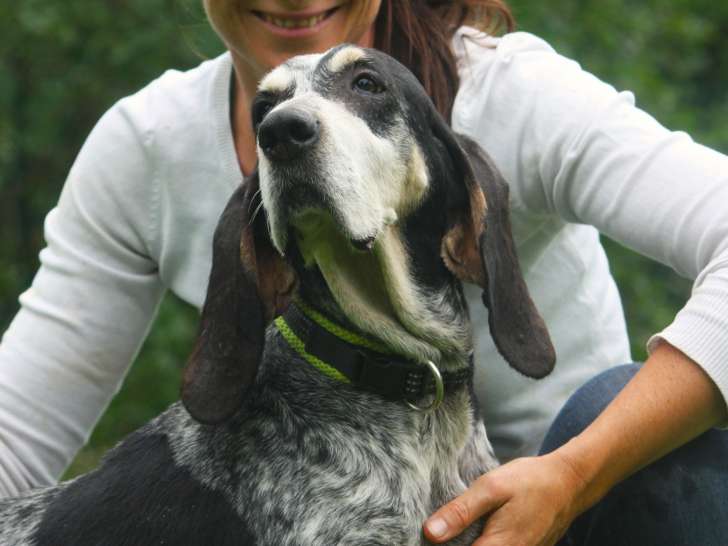 Jade, chienne Basset Bleu de Gascogne à adopter
